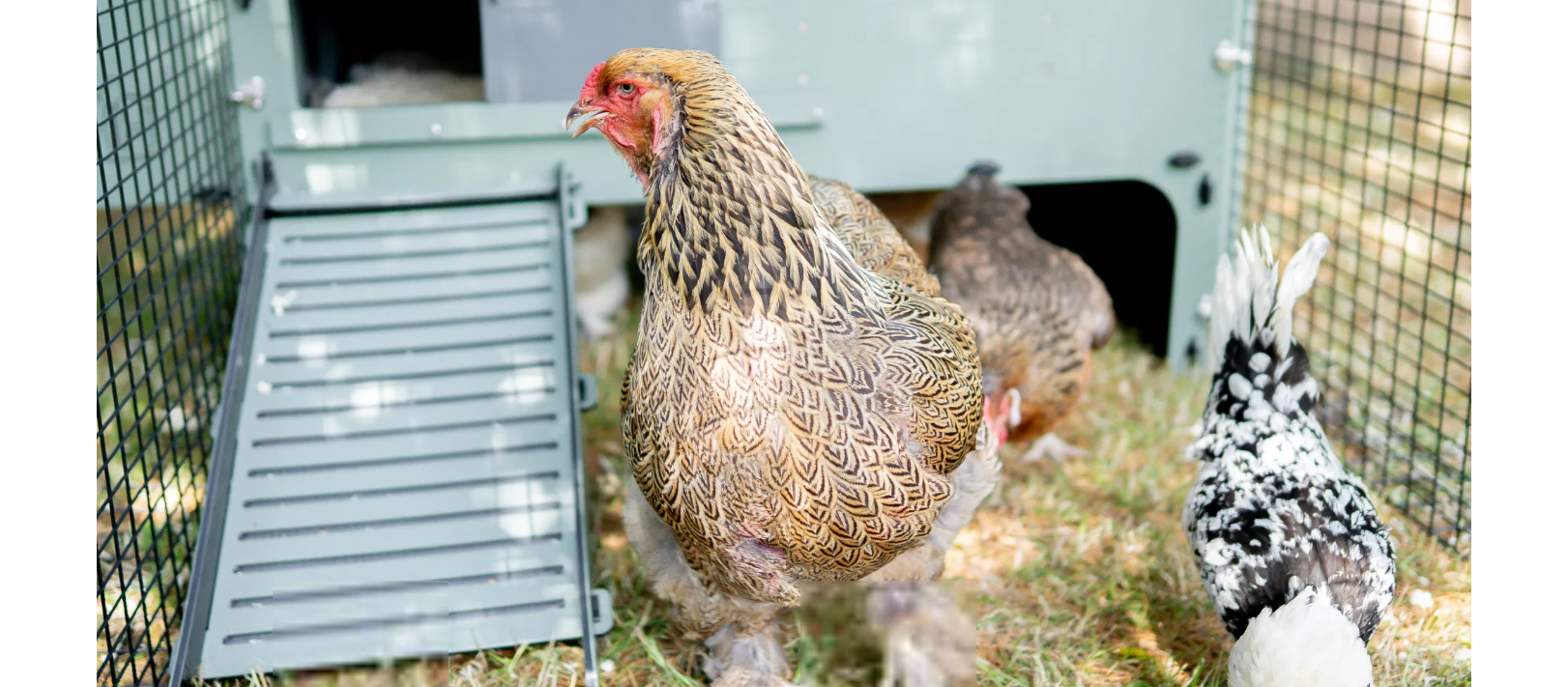 Chicken using easy-access ramp