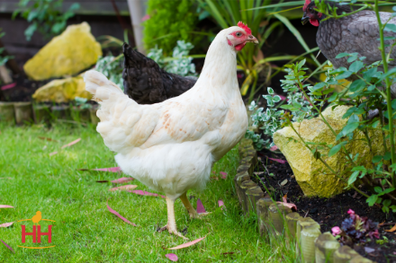 Adult Amberlink Hen