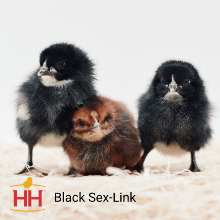 Picture of Black Sex-Link