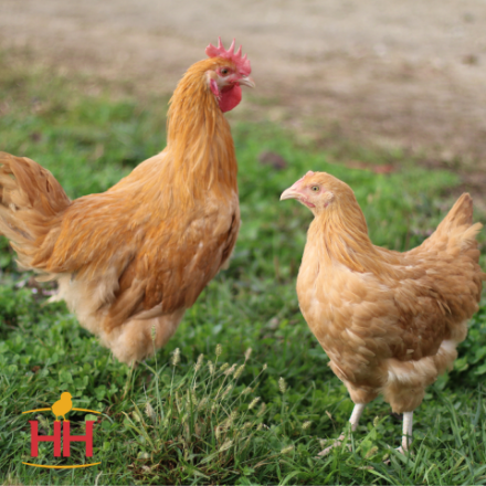 Picture of Buff Orpington