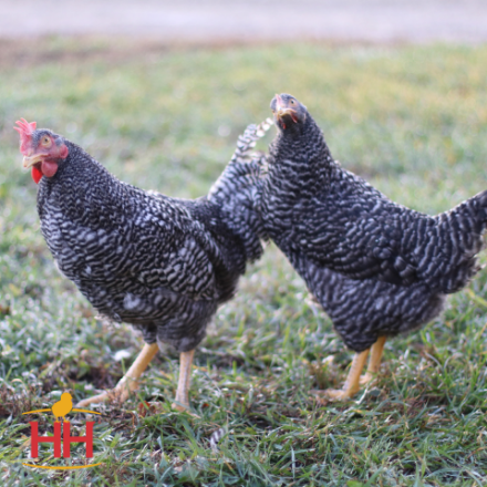 Picture of Barred Plymouth Rock