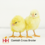 Picture of Cornish Cross Broiler