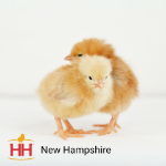 Picture of New Hampshire