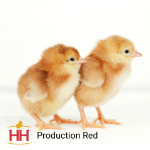 Picture of Production Red