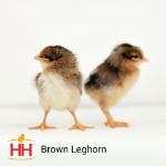 Picture of Brown Leghorn