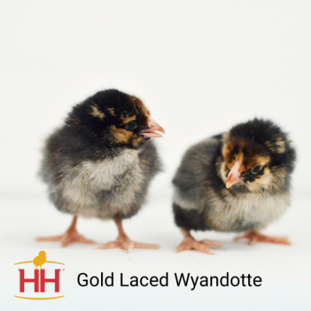 Picture of Gold Laced Wyandotte