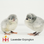 Picture of Lavender Orpington