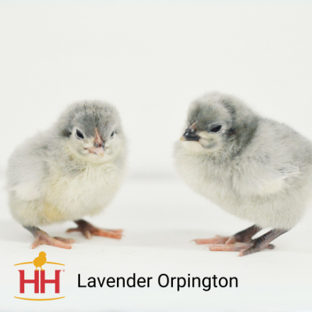 Picture of Lavender Orpington