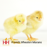 Picture of French Wheaten Marans