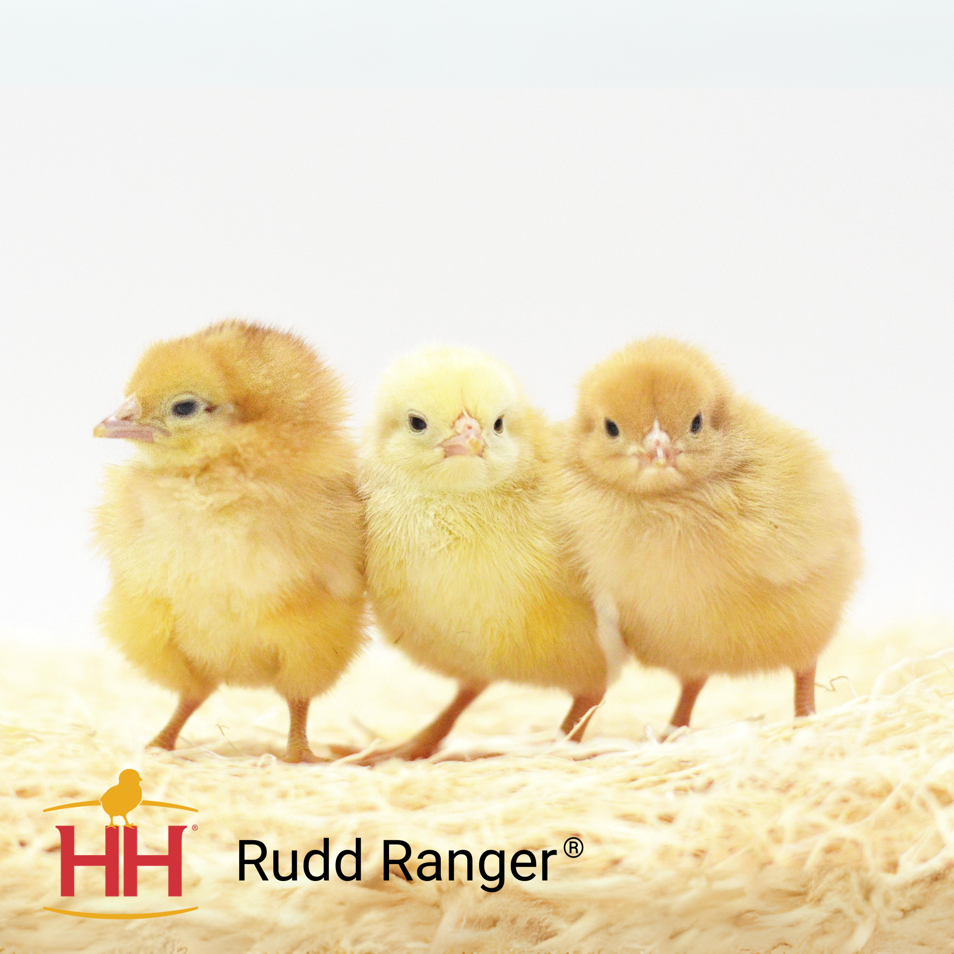 Rudd Ranger | Hoover's Hatchery