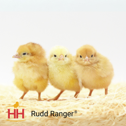 Picture of Rudd Ranger