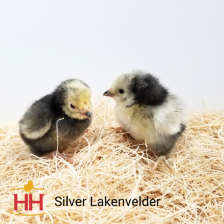 Picture of Silver Lakenvelder