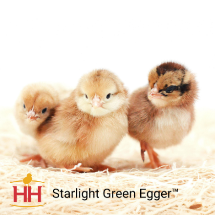 Picture of Starlight Green Egger