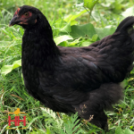 Picture of Midnight Majesty Marans