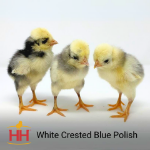 Picture of White Crested Blue Polish