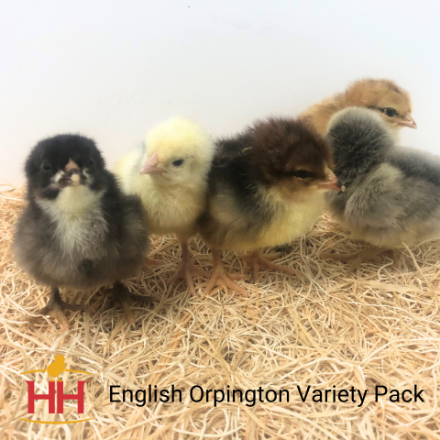 Picture of English Orpington Variety Pack