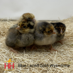 Picture of Blue Laced Gold Wyandotte