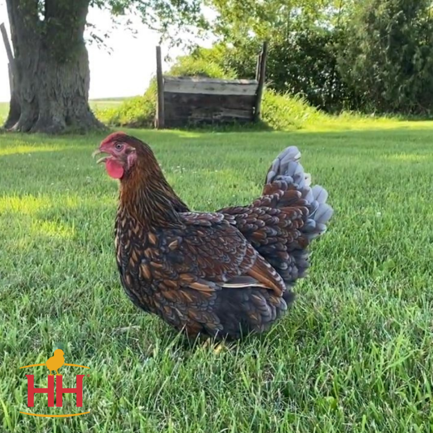 Picture of Blue Laced Gold Wyandotte