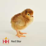 Picture of Red Star