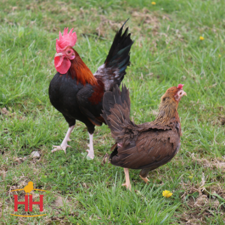 Picture of BB Red Old English Bantam- Straight Run