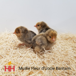 Picture of Mille Fleur d'Uccle Bantam- Straight Run