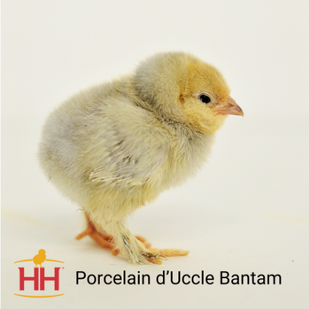 Picture of Porcelain d'Uccle Bantam- Straight Run