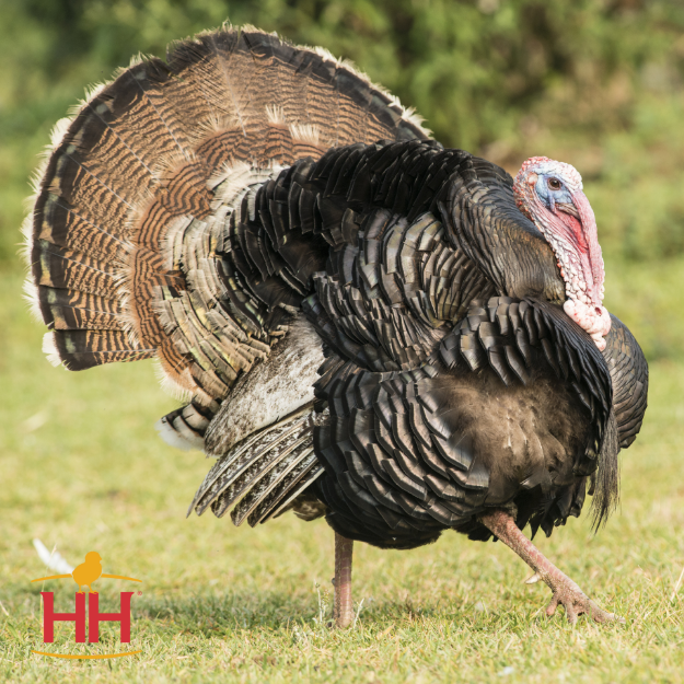 Picture of Broad Breasted Bronze Turkey- Straight Run