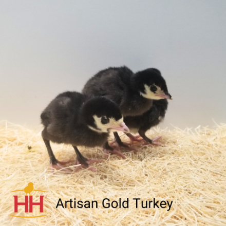 Picture of Artisan Gold Turkey- Straight Run