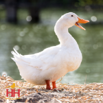 Picture of White Layer Duck- Straight Run