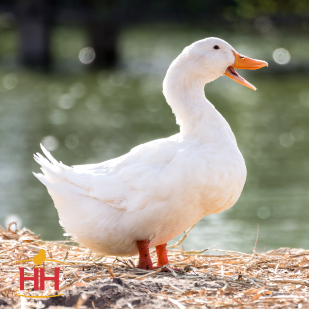 Picture of White Layer Duck- Straight Run