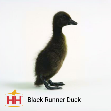 Picture of Black Runner Duck- Straight Run