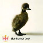 Picture of Blue Runner Duck- Straight Run