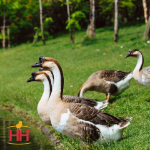 Picture of Brown African Geese- Straight Run