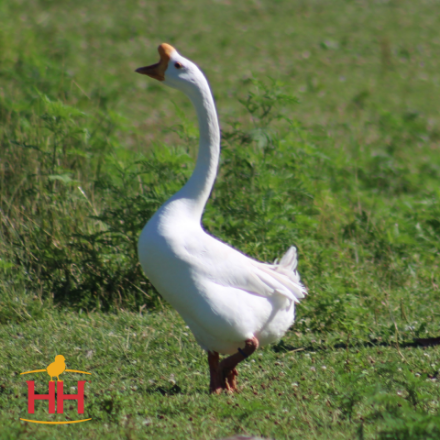 Picture of White Chinese Geese- Straight Run