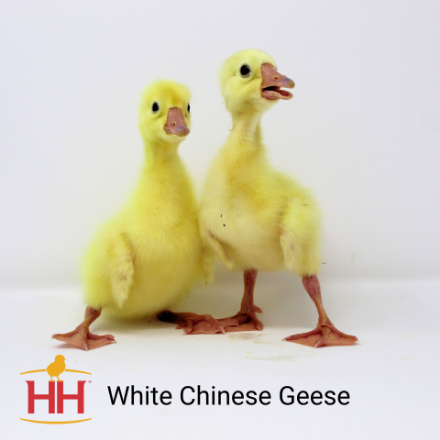 Picture of White Chinese Geese- Straight Run