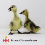 Picture of Brown Chinese Geese- Straight Run