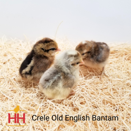 Picture of Crele Old English Bantam- Straight Run