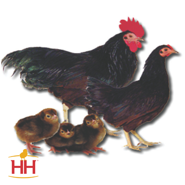 Picture of Rhode Island Red Bantam- Straight Run