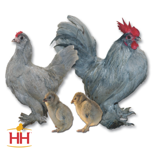 Picture of Self Blue d'Uccle Bantam- Straight Run