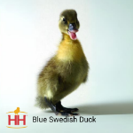 Picture of Blue Swedish Duck- Straight Run