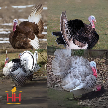 Picture of Heritage Turkey Variety Pack- Straight Run