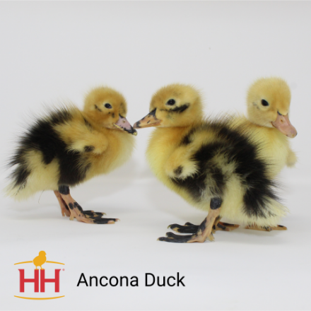 Picture of Ancona Duck- Straight Run