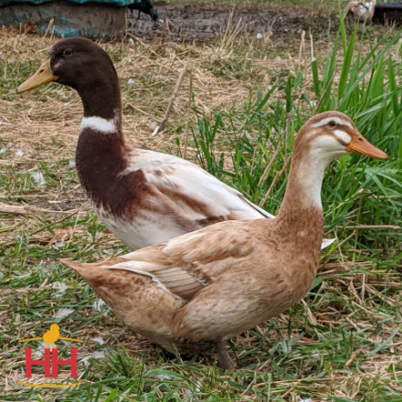 Picture of Golden Cascade Duck- Straight Run