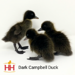 Picture of Dark Campbell Ducks- Straight Run