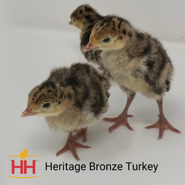 Picture of Bronze Heritage Turkey- Straight Run