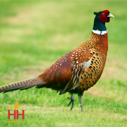 Picture of Chinese Ringneck Pheasant- Straight Run