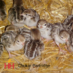 Picture of Chukar Partridge- Straight Run