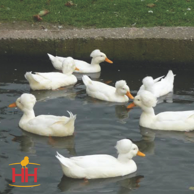 Picture of White Crested Duck- Straight Run