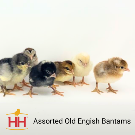 Picture of Assorted Old English Bantams- Straight Run