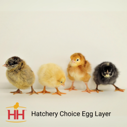 Picture of Hatchery Choice Egg Layer